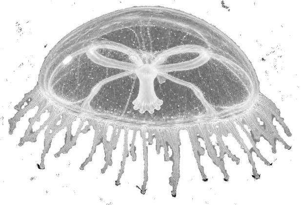 Jellyfish in Lake Helen?...Maybe
