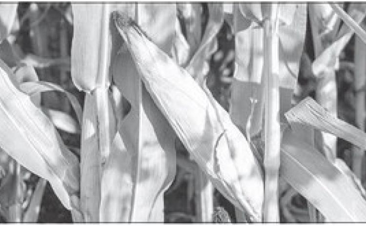 Nebraska Crop Progress Report