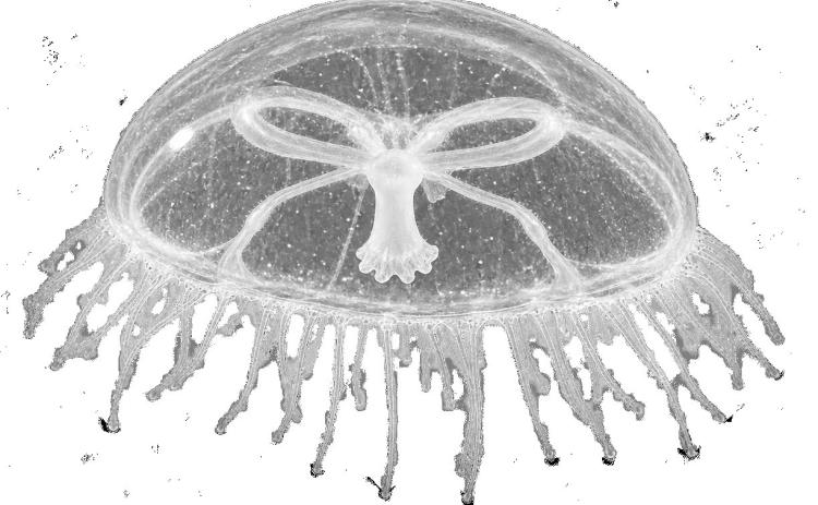 Jellyfish in Lake Helen?...Maybe